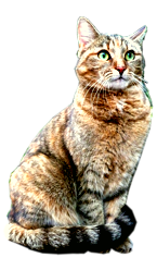 Ententreppe auch für Katzen geeignet